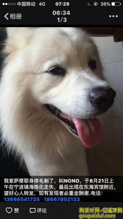 【宁波找狗】，宁波市镇海区炼化生活区酬谢一万元寻找萨摩，它是一只非常可爱的宠物狗狗，希望它早日回家，不要变成流浪狗。