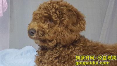 8月12日早上在云南野生动物园附近走失，它是一只非常可爱的宠物狗狗，希望它早日回家，不要变成流浪狗。