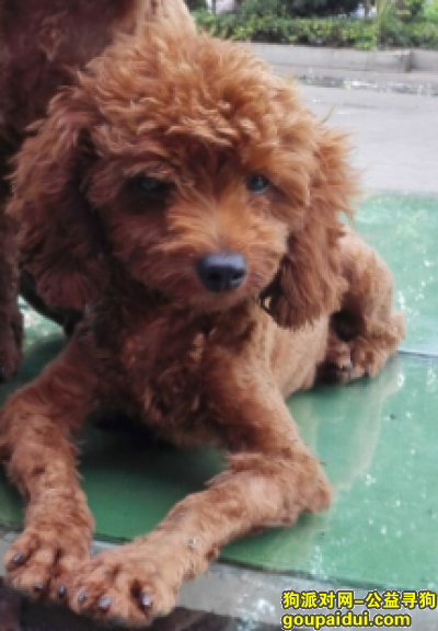 【深圳找狗】，凤岗镇农贸综合市场 酬谢1000，它是一只非常可爱的宠物狗狗，希望它早日回家，不要变成流浪狗。