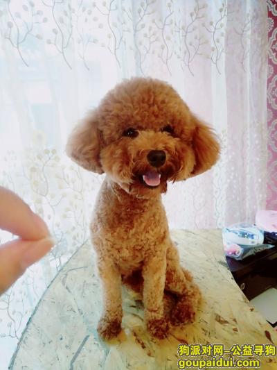 芜湖找狗，棕色中型泰迪公狗 万达金街被抱走，它是一只非常可爱的宠物狗狗，希望它早日回家，不要变成流浪狗。