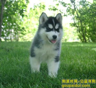 苏州捡到狗，江苏苏州工业园区在大地乐章附件见到哈士奇，它是一只非常可爱的宠物狗狗，希望它早日回家，不要变成流浪狗。