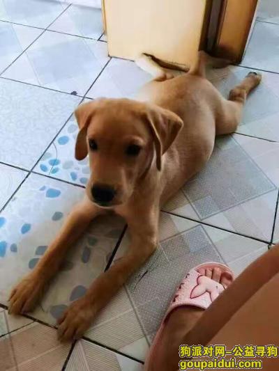 可爱的一只拉布拉多走丢了，它是一只非常可爱的宠物狗狗，希望它早日回家，不要变成流浪狗。