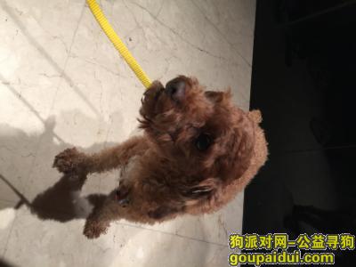 【上海捡到狗】，浦东桃林路附近捡到泰迪一只，它是一只非常可爱的宠物狗狗，希望它早日回家，不要变成流浪狗。