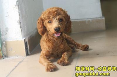 【深圳找狗】，寻找棕色毛发的贵宾犬，它是一只非常可爱的宠物狗狗，希望它早日回家，不要变成流浪狗。