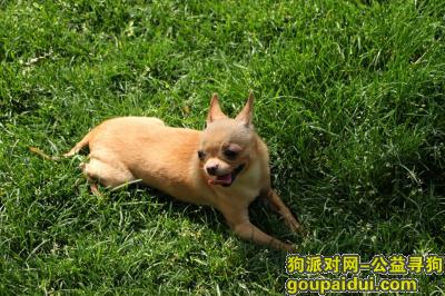 【济南找狗】，郎茅山机床一厂宿舍附近丢失吉娃娃，12岁，它是一只非常可爱的宠物狗狗，希望它早日回家，不要变成流浪狗。
