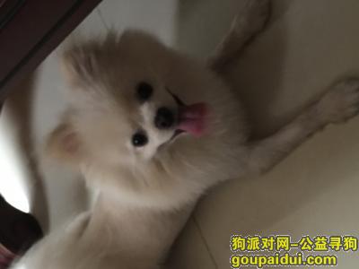 【天津找狗】，天津市武清区寻一岁半博美狗狗，它是一只非常可爱的宠物狗狗，希望它早日回家，不要变成流浪狗。