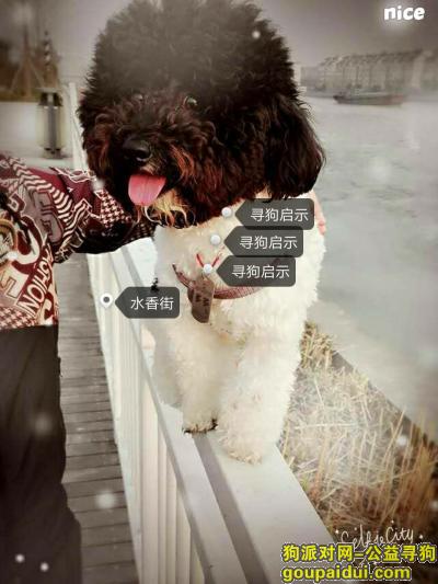 【苏州找狗】，苏州吴中区水香街寻狗启示，花泰迪，黑白色。，它是一只非常可爱的宠物狗狗，希望它早日回家，不要变成流浪狗。