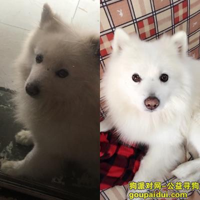 河北区民政局附近丢失一只白色日本尖嘴犬，找到归还者酬谢2000元！，它是一只非常可爱的宠物狗狗，希望它早日回家，不要变成流浪狗。