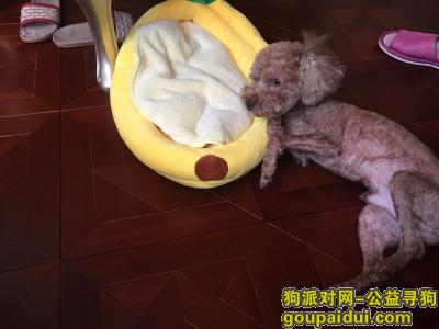 【上海找狗】，闵行区金汇南路虹泉路寻找红贵宾，它是一只非常可爱的宠物狗狗，希望它早日回家，不要变成流浪狗。