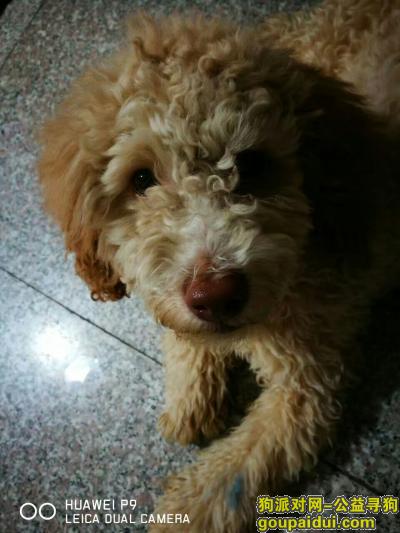 八月二十九日于乌鲁木齐幸福电影院捡到，它是一只非常可爱的宠物狗狗，希望它早日回家，不要变成流浪狗。