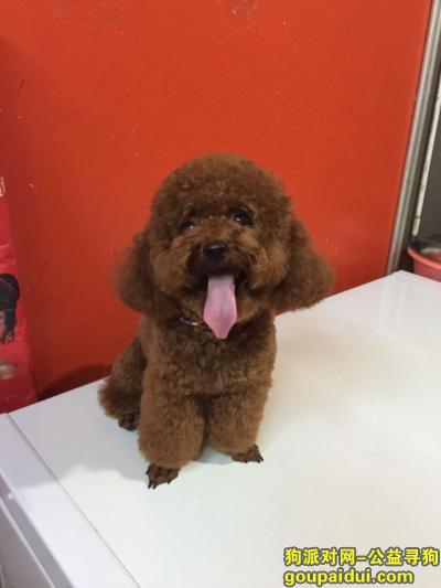 【上海找狗】，寻狗启示（妈妈等你回家），它是一只非常可爱的宠物狗狗，希望它早日回家，不要变成流浪狗。