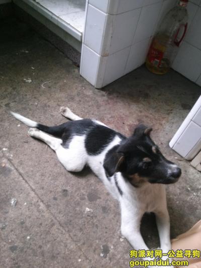 台州找狗，2016年8月31号在新河镇利生酒店附近走失，它是一只非常可爱的宠物狗狗，希望它早日回家，不要变成流浪狗。