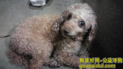 【北京捡到狗】，西城区阜成门官园桥公泰迪六岁以上，它是一只非常可爱的宠物狗狗，希望它早日回家，不要变成流浪狗。