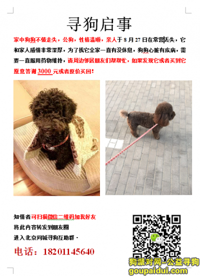 【北京找狗】，北京常营附近丢失巧克力泰迪，大家帮忙，它是一只非常可爱的宠物狗狗，希望它早日回家，不要变成流浪狗。