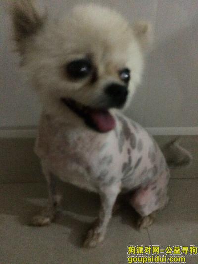 江苏盐城丢失爱犬，请好人心帮帮忙！，它是一只非常可爱的宠物狗狗，希望它早日回家，不要变成流浪狗。