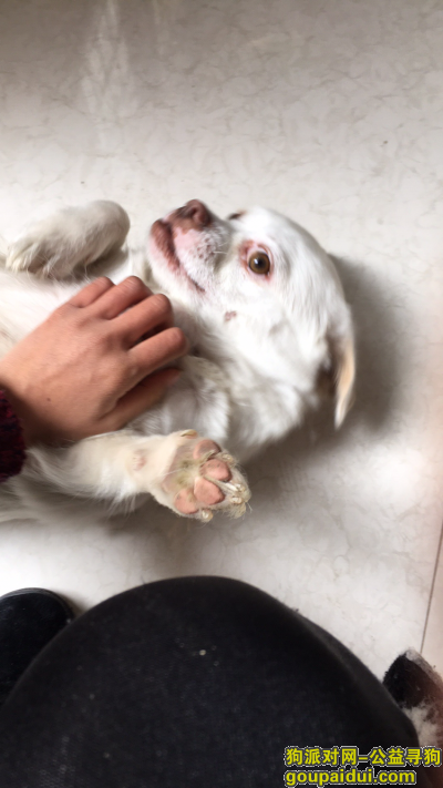 江都新都南路双汇国际狗狗走丢，它是一只非常可爱的宠物狗狗，希望它早日回家，不要变成流浪狗。