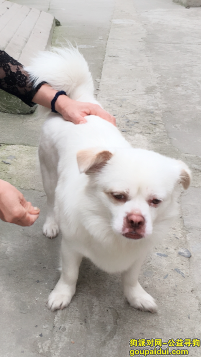 扬州寻狗，小白走丢，双汇国际新都南路，它是一只非常可爱的宠物狗狗，希望它早日回家，不要变成流浪狗。
