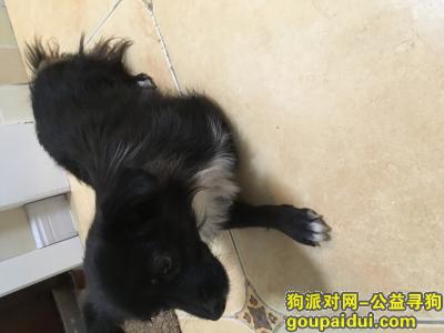 【兰州捡到狗】，广武门附近捡到黑色小狗一只，胸部是白色的，请联系13993113887，它是一只非常可爱的宠物狗狗，希望它早日回家，不要变成流浪狗。