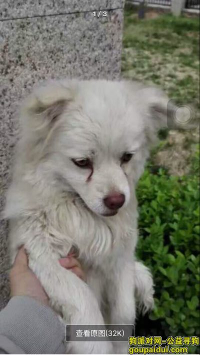 【北京找狗】，一只白色的小狗求好心的帮帮忙很重要看到求回复，它是一只非常可爱的宠物狗狗，希望它早日回家，不要变成流浪狗。