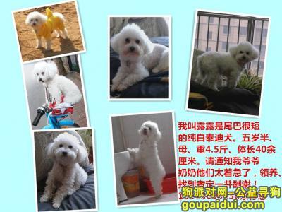 【潍坊找狗】，寻白色无尾巴小泰迪犬，它是一只非常可爱的宠物狗狗，希望它早日回家，不要变成流浪狗。