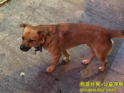 北京西路万航渡路路口有一只走失的狗狗，它是一只非常可爱的宠物狗狗，希望它早日回家，不要变成流浪狗。