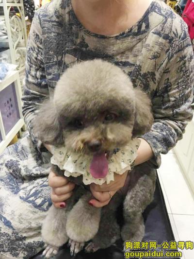【大连找狗】，甘井子第五郡 -- 重金寻狗，它是一只非常可爱的宠物狗狗，希望它早日回家，不要变成流浪狗。
