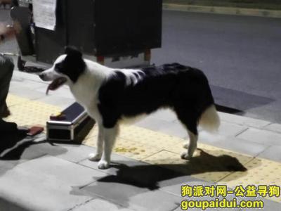 【新乡找狗】，新乡电业局大门口走失，它是一只非常可爱的宠物狗狗，希望它早日回家，不要变成流浪狗。
