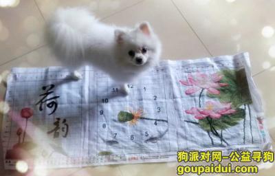 白色博美在栾城区鑫源路广厦小区丢失，找回者奖励1000元，它是一只非常可爱的宠物狗狗，希望它早日回家，不要变成流浪狗。