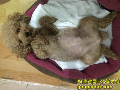 丹东寻狗启示，寻宝宝回家，妈妈想你，它是一只非常可爱的宠物狗狗，希望它早日回家，不要变成流浪狗。