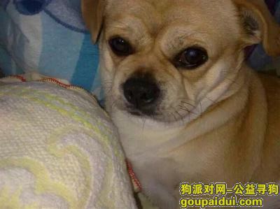【天津找狗】，黄色的狗狗，名叫小虎！，它是一只非常可爱的宠物狗狗，希望它早日回家，不要变成流浪狗。