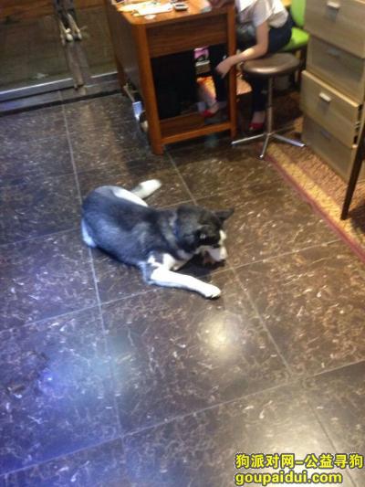 本人在湖南株洲桂花路捡到一只泰迪，它是一只非常可爱的宠物狗狗，希望它早日回家，不要变成流浪狗。