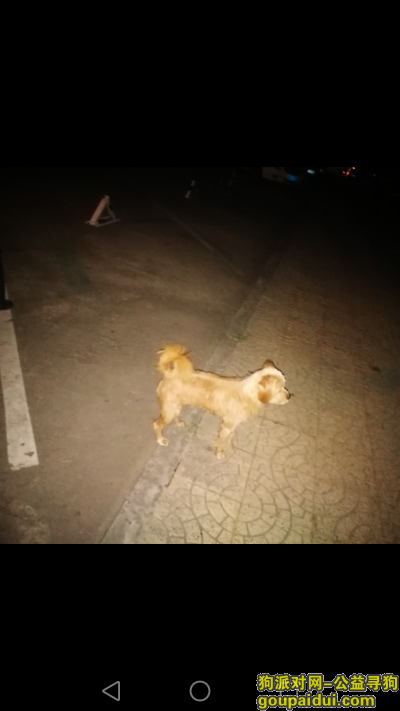 廊坊九区看见一只小黄狗，它是一只非常可爱的宠物狗狗，希望它早日回家，不要变成流浪狗。