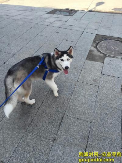 【绥化找狗】，海伦市 一中附近 哈士奇丢失，它是一只非常可爱的宠物狗狗，希望它早日回家，不要变成流浪狗。