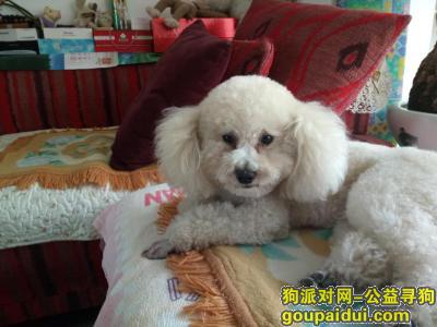 【昆明找狗】，云南省昆明市科医路寻找泰迪，它是一只非常可爱的宠物狗狗，希望它早日回家，不要变成流浪狗。