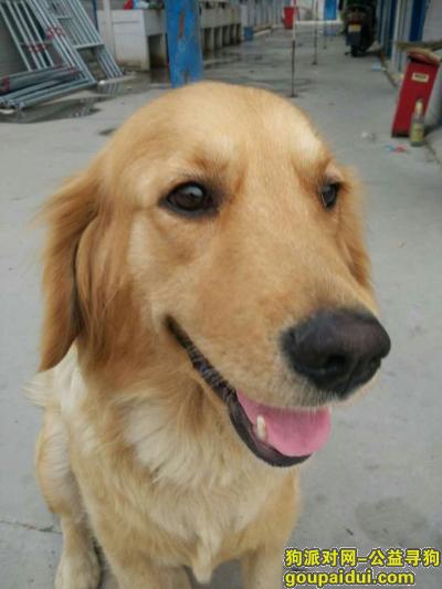 【上海找狗】，有偿寻狗，拜托帮帮它回家，它是一只非常可爱的宠物狗狗，希望它早日回家，不要变成流浪狗。