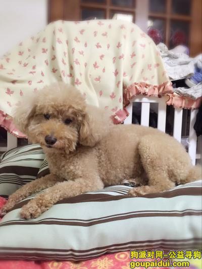 上海长宁寻找棕色公狗泰迪-豆豆，它是一只非常可爱的宠物狗狗，希望它早日回家，不要变成流浪狗。