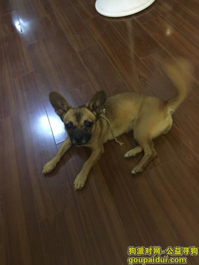 名叫公主 腊肠犬 东方蓝海岷江路丢失，它是一只非常可爱的宠物狗狗，希望它早日回家，不要变成流浪狗。
