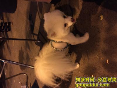 捡到狗，9月13日晚北京南三环捡到的小狗，它是一只非常可爱的宠物狗狗，希望它早日回家，不要变成流浪狗。