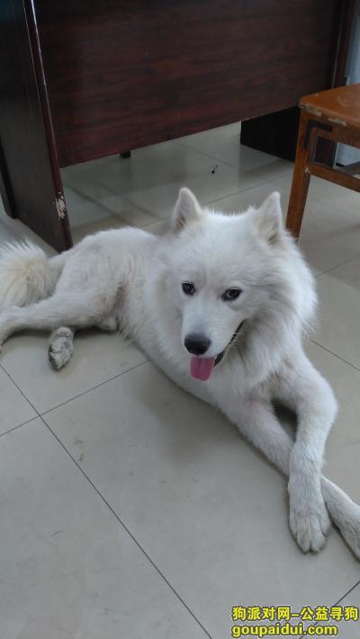 【武汉捡到狗】，萨摩耶，汉口火车站，白色公狗，它是一只非常可爱的宠物狗狗，希望它早日回家，不要变成流浪狗。