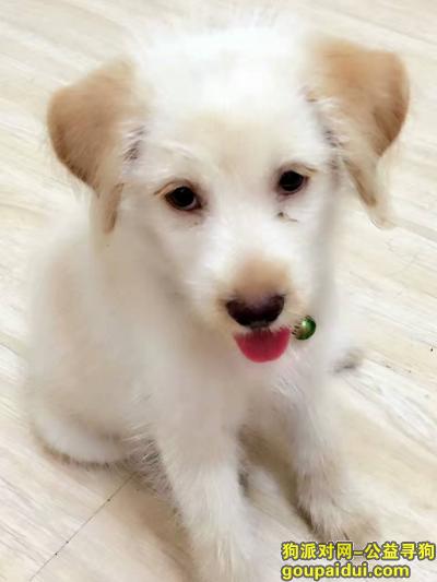 成都市 少陵横街 寻狗 全身米白 耳朵金棕色 脖子有绿色带子和铃铛，它是一只非常可爱的宠物狗狗，希望它早日回家，不要变成流浪狗。