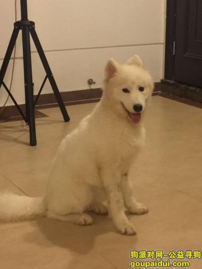 【上海找狗】，上海浦东新区尚博路云台路寻找萨摩，它是一只非常可爱的宠物狗狗，希望它早日回家，不要变成流浪狗。