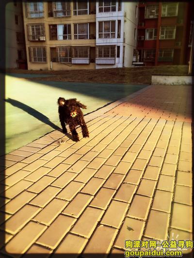 【北京找狗】，黑色泰迪，17日在海淀西北旺龙泉驾校附近丢失，它是一只非常可爱的宠物狗狗，希望它早日回家，不要变成流浪狗。