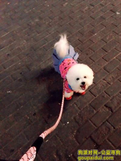【北京找狗】，北京日坛公园寻狗，9.20晚，它是一只非常可爱的宠物狗狗，希望它早日回家，不要变成流浪狗。