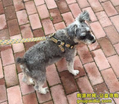 大庆找狗，寻狗雪纳瑞酬谢3000元，它是一只非常可爱的宠物狗狗，希望它早日回家，不要变成流浪狗。