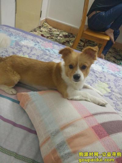 急寻9月17日在长安上沙安力科技园丢失的爱犬，它是一只非常可爱的宠物狗狗，希望它早日回家，不要变成流浪狗。