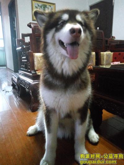 【江门找狗】，寻找爱犬启事（阿拉斯加犬），它是一只非常可爱的宠物狗狗，希望它早日回家，不要变成流浪狗。