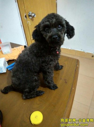台州找狗，家养黑贵走失，找到必有重谢！，它是一只非常可爱的宠物狗狗，希望它早日回家，不要变成流浪狗。