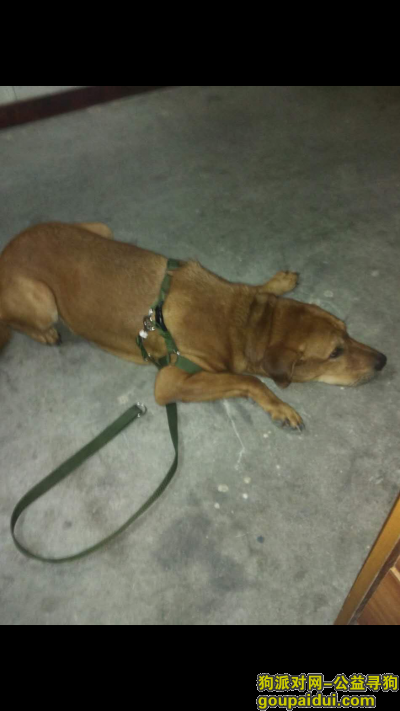 【惠州找狗】，坑梓和大亚湾交界处附近丢失，它是一只非常可爱的宠物狗狗，希望它早日回家，不要变成流浪狗。