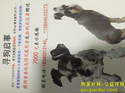 哈尔滨寻狗网，丢失一只名叫巴布的雪纳瑞串，长约45cm重约23斤，它是一只非常可爱的宠物狗狗，希望它早日回家，不要变成流浪狗。