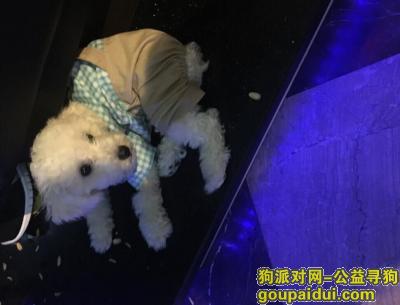【郑州找狗】，家里小型泰迪丢失,找到者重谢3000!，它是一只非常可爱的宠物狗狗，希望它早日回家，不要变成流浪狗。